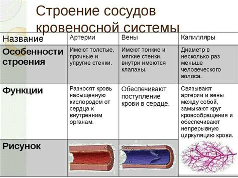 Активный образ жизни и очистка кровеносных сосудов: причинно-следственная взаимосвязь и влияние