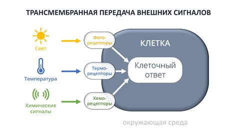 Аллергическая реакция и раздражители в окружающей среде