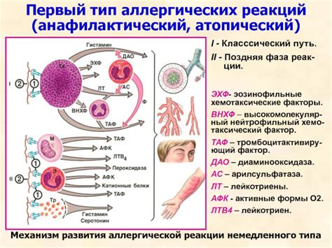 Аллергические реакции и возможность антибиотикоустойчивости