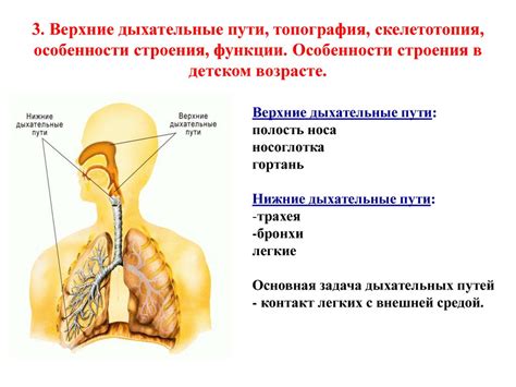 Анатомические особенности горла и дыхательных путей