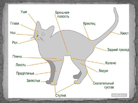 Анатомические особенности походки и функции задних конечностей у кошки