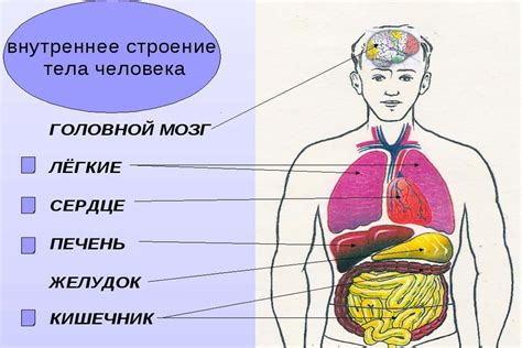 Анатомическое расположение "дома иммунитета"