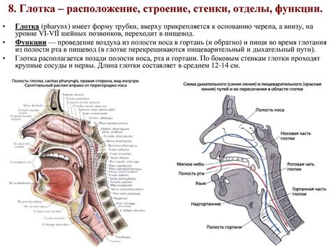 Анатомическое расположение и функции зоны глотки околоносовых ям