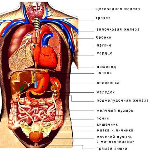 Анатомическое расположение органов региона под левым ребром