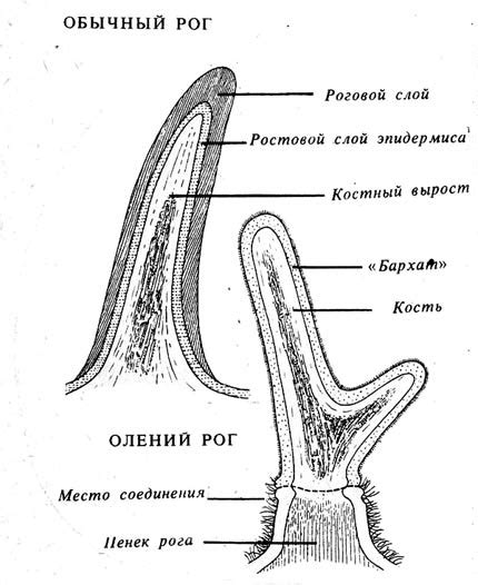 Анатомическое строение рогов