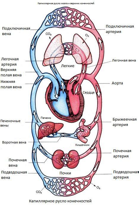 Анатомия и органы системы кровообращения