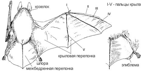 Анатомия и форма тела летучей мышки