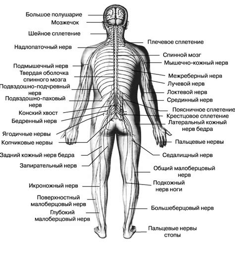 Анатомия нервных корешков