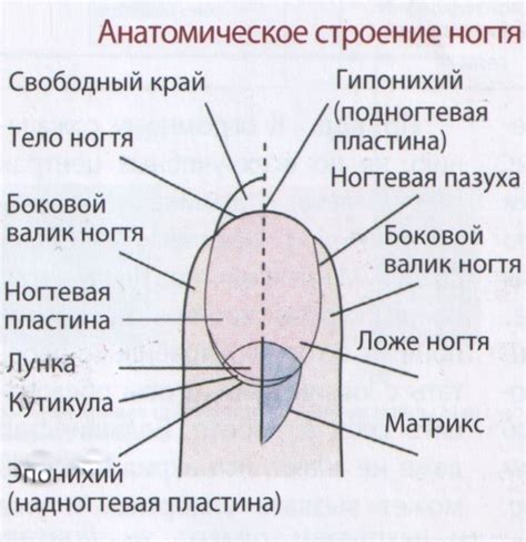 Анатомия ногтя: особенности структуры и функции