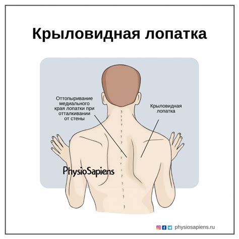 Анатомия структуры за лопаткой: особенности и функции