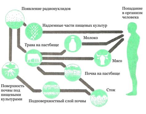 Анизакиды: их происхождение и механизмы попадания в организм человека