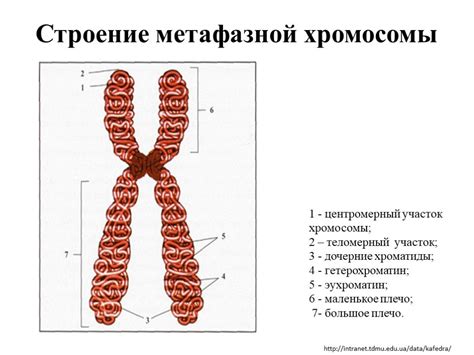 Аномалии хромосом: генетические заболевания и их причины