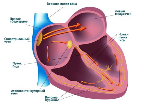 Аномалия проводимости сердца и ее типы