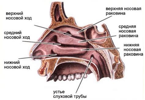 Архитектура носа и его функциональное значение