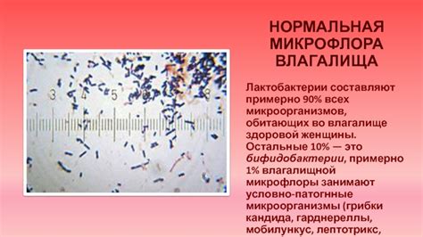 Баланс микроорганизмов во влагалище: природный механизм защиты