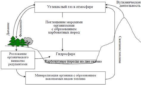 Баланс углерода и азота: важный фактор в компостной яме