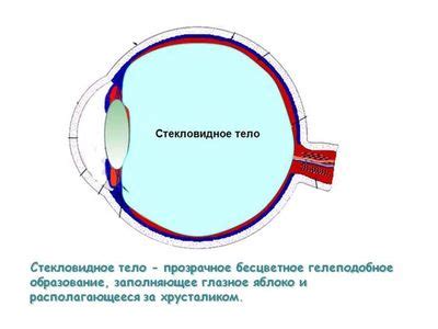 Биологические последствия для зрительной системы