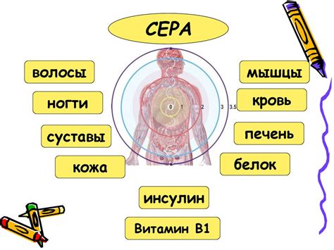 Биологическое значение серы в организме: ключевая составляющая здоровья организма