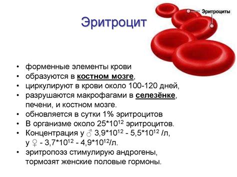 Биологическое значение эритропоэтина и его роль в контроле образования эритроцитов