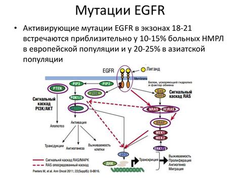 Благотворное воздействие таргетированной терапии на меланому при наличии BRAF мутации