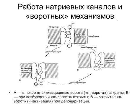 Блокировка натриевых каналов: основной механизм действия