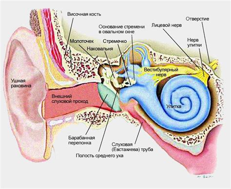 Болезни внутреннего ушного канала: признаки и методы преодоления