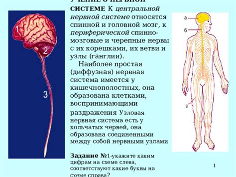 Болезни и расстройства, связанные с нервными корешками