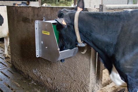 Больше воды – больше молока: предотвращение обезвоживания