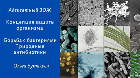 Борьба с бактериями: колоссальный потенциал чеснока