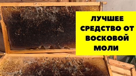 Борьба с нарушителем силы улья - восковой молью