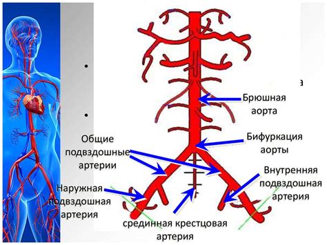 Брюшная аорта: важная составляющая системы кровообращения