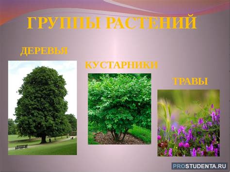 Важная группа растений