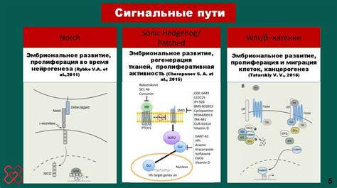 Важная информация по активности аспартатаминотрансферазы и аланинаминотрансферазы