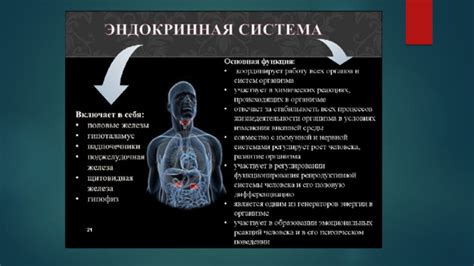 Важнейший элемент живого организма: ролевая функция эндокринной системы