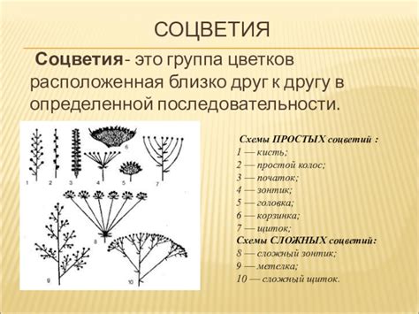 Важное значение соцветий в обеспечении размножения растений