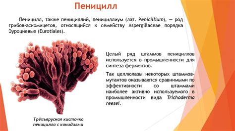 Важность борьбы с выделениями щуки и их влияние на состояние водной экосистемы