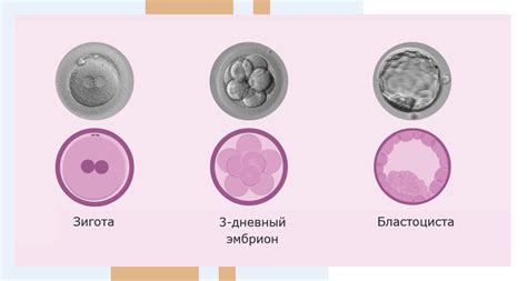 Важность выделений после переноса эмбрионов