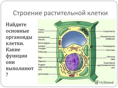 Важность нуклеуса в структуре растительной клетки: основные задачи и значимость