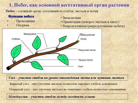 Важность одревесневшего стебля в жизни растения