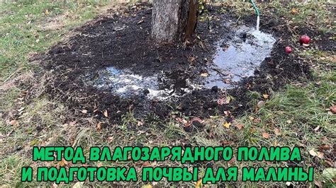 Важность подготовки почвы и оптимального полива для предотвращения появления неприятных изменений на листьях