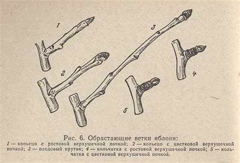 Важные принципы формирования и обрезки кроны для шяхярдей