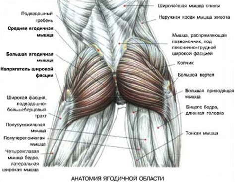 Важные факторы безопасной инъекции в область ягодиц у другого человека