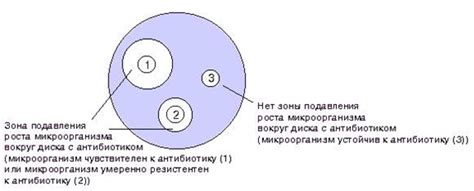 Важные характеристики и методы идентификации тысячелистника