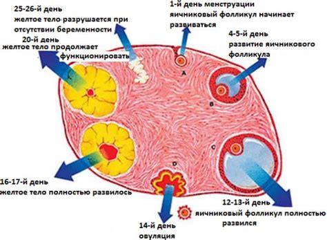 Варианты лечения отсутствия фолликулов в яичниках