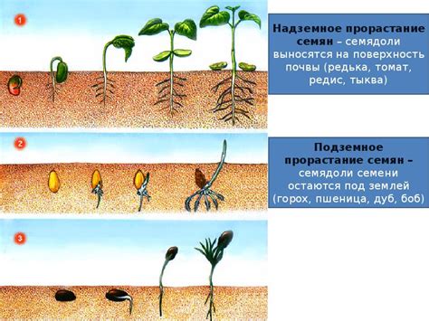 Вегетация: грамотное формирование обстановки для процессов роста и развития