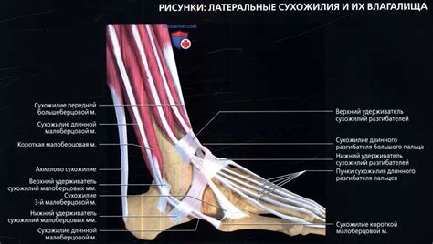 Венозная и лимфатическая системы в области голеностопного сустава: роли и особенности