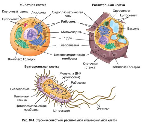 Взаимодействие клеточной оболочки с окружающей средой