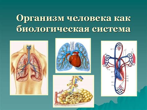 Взаимодействие систем: основы работы нашего организма