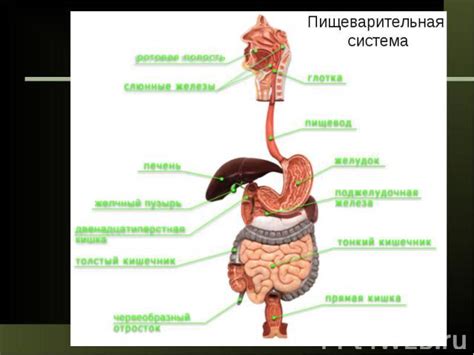 Взаимодействие с пищеварительной системой ребенка