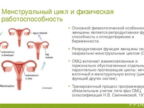 Взаимосвязь между менструальным циклом и вероятностью воспаления